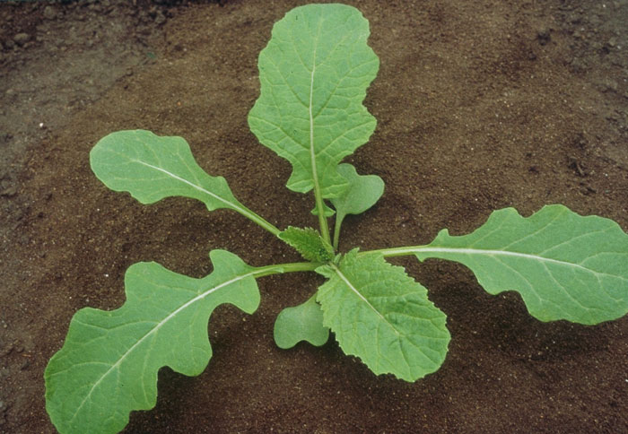 Sinapis arvensis 